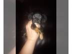 Cocker Spaniel PUPPY FOR SALE ADN-767551 - Last Puppy Left