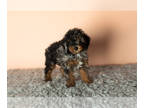 Poodle (Miniature) PUPPY FOR SALE ADN-767543 - AKC Mini poodle puppy in INdiana