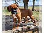 Boxer PUPPY FOR SALE ADN-767521 - AKC registered Boxer puppy ready for new home