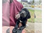 German Shorthaired Pointer PUPPY FOR SALE ADN-767517 - GSP 8wk old Male Black