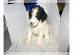 Poodle (Standard) PUPPY FOR SALE ADN-767443 - 6 total puppies 3 males and 3