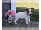 Jack Russell Terrier PUPPY FOR SALE ADN-767370 - Jack Russell Terrier For Sale
