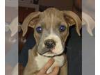Boxer PUPPY FOR SALE ADN-767368 - Purebred Boxer of Colorado