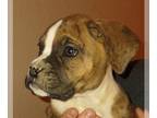 Boxer PUPPY FOR SALE ADN-767361 - Mahalos flash