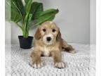 Goldendoodle (Miniature) PUPPY FOR SALE ADN-767342 - MINI GOLDENDOODLE PUPPIES