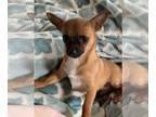 Chihuahua PUPPY FOR SALE ADN-767281 - Male chihuahua