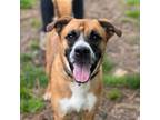 Adopt Buster a Mixed Breed