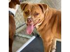 Adopt Brute a Mixed Breed