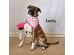 Adopt Lucky a Pit Bull Terrier