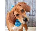 Adopt Gibby a Bloodhound