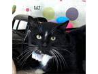 Adopt MJ a Domestic Short Hair