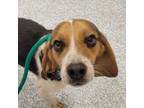 Adopt Sokka a Beagle