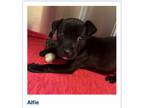Adopt Alfie a Labrador Retriever