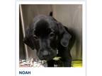 Adopt Noah a Labrador Retriever