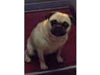 Adopt 86148 a Pug