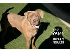 Adopt Baloo a Pit Bull Terrier, Mixed Breed