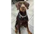 Adopt Monroe 3215 a Doberman Pinscher