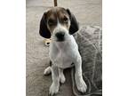 Adopt Crow a Treeing Walker Coonhound, Hound