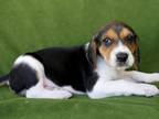 Adopt Hawk a Treeing Walker Coonhound, Hound