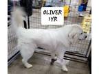 Adopt Oliver a Great Pyrenees