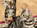 Bengal Kittens TICA Registered