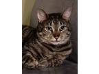 Adopt Oliver (Courtesy Post) a Domestic Short Hair