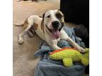 Adopt Booker T a Pit Bull Terrier