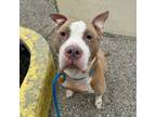 Adopt Zumba a Pit Bull Terrier