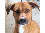 Adopt Glory a Rhodesian Ridgeback