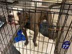 Adopt *Holding Run 5 Tag 17 INJURED Avail 3/17 a Mixed Breed