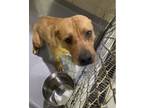 Adopt *OJ- Run 9 tag 12 a Mixed Breed