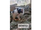 Adopt Domino a Domestic Short Hair