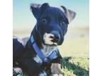 Adopt Flash a Australian Cattle Dog / Blue Heeler