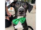 Adopt Bug a Labrador Retriever