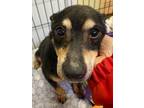 Adopt Biscuit a Miniature Pinscher