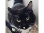 Adopt Pepper a Domestic Medium Hair