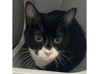 Adopt Simon a Domestic Short Hair