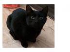 Adopt Bruce Wayne a Domestic Short Hair