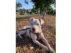 Adopt Ozzy a Pit Bull Terrier