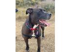 Adopt Tony a Pit Bull Terrier