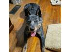 Adopt Rhett (24-2028) a Australian Cattle Dog / Blue Heeler