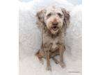 Adopt Jack a Aussiedoodle