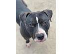 Adopt Kaiser a Pit Bull Terrier