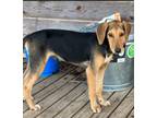 Adopt Ollie a Coonhound, Beagle