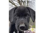 Adopt Rowdy Yates a Labrador Retriever, Beagle