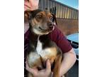 Adopt Taco a Miniature Pinscher