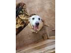 Adopt Marley a Yellow Labrador Retriever