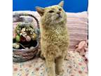 Adopt Macaroni a Domestic Short Hair