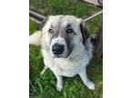 Adopt Eddie the Teddy a Anatolian Shepherd, Great Pyrenees