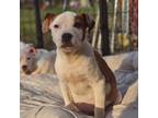 Adopt Spike a Pit Bull Terrier